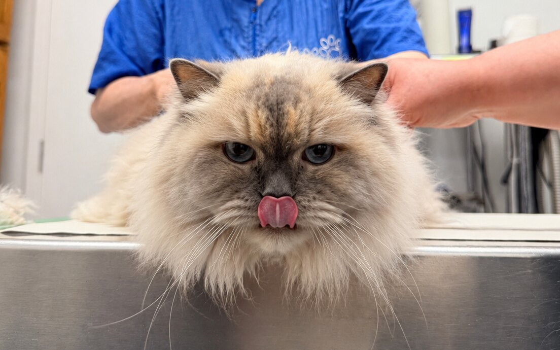 Cat grooming in Guelph at Brushcuts