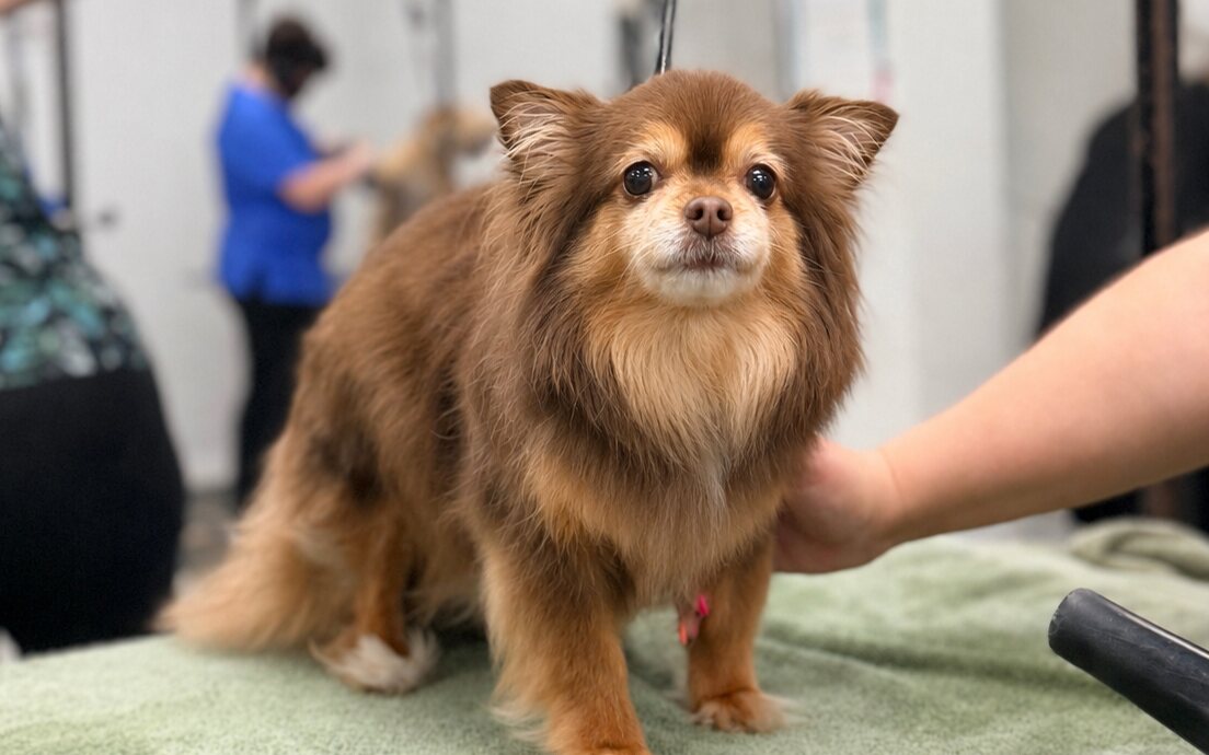 A small long-haired dog freshly groomed on the table at Brushcuts in Guelph