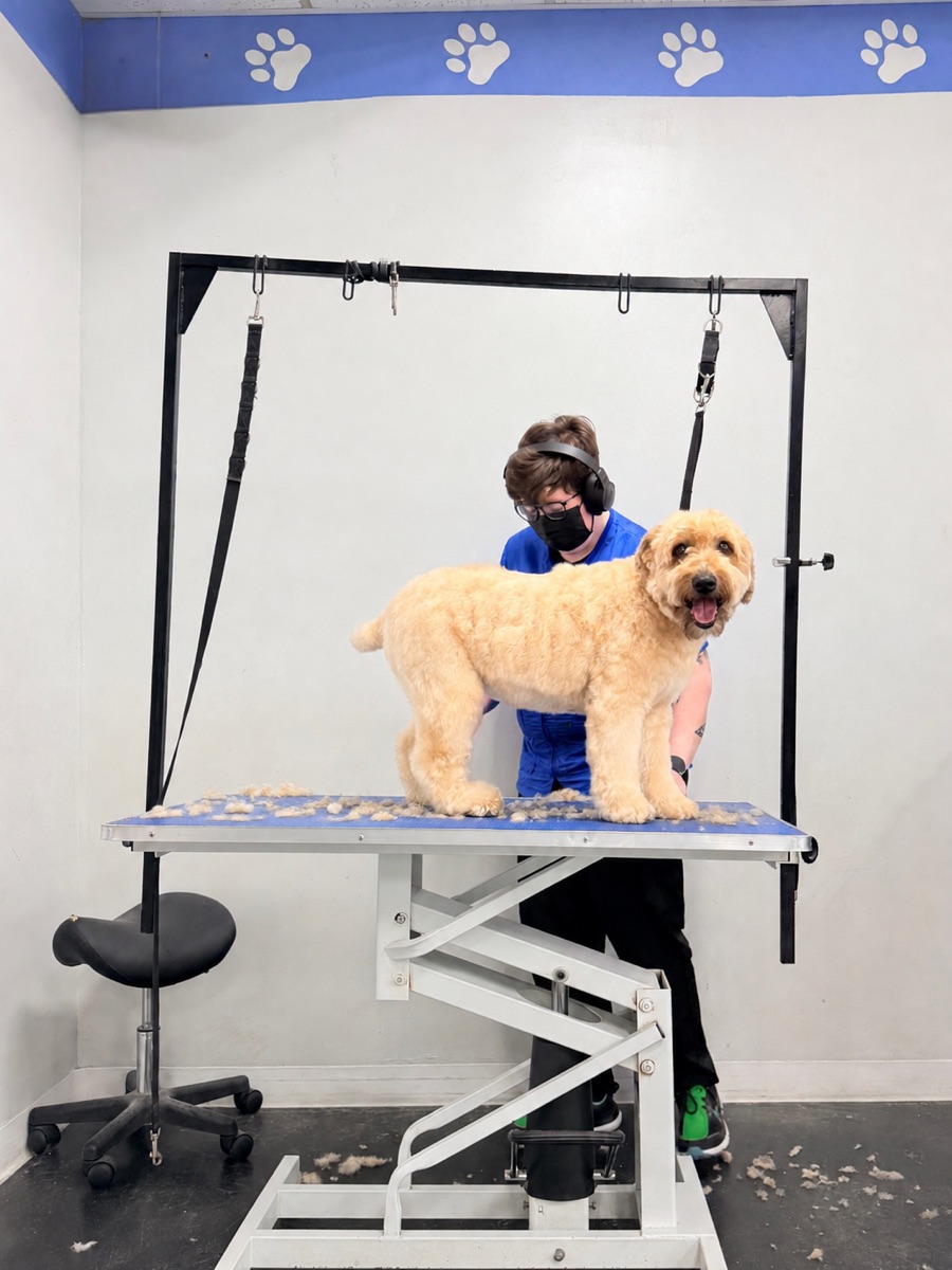 A groomer trimming a happy doodle on the table at Brushcuts in Guelph