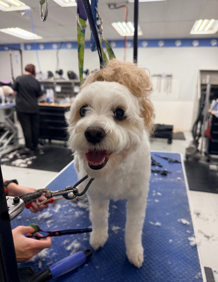 A freshly groomed dog with a bright smile at Brushcuts in Guelph