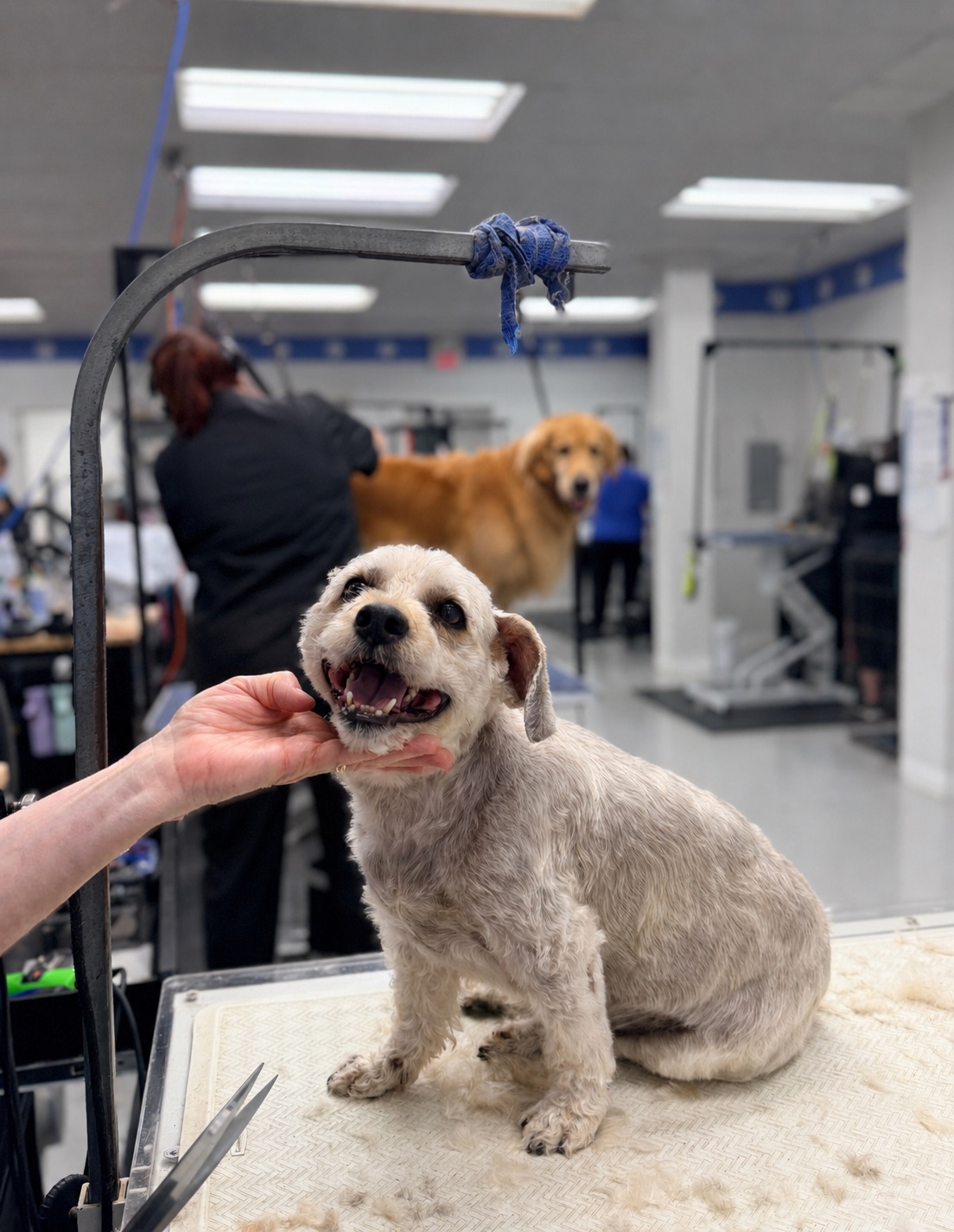 A happy freshly groomed dog smiling on the grooming table at Brushcuts in Guelph