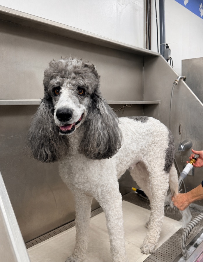 An adorable dog enjoying a bath at Brushcuts
