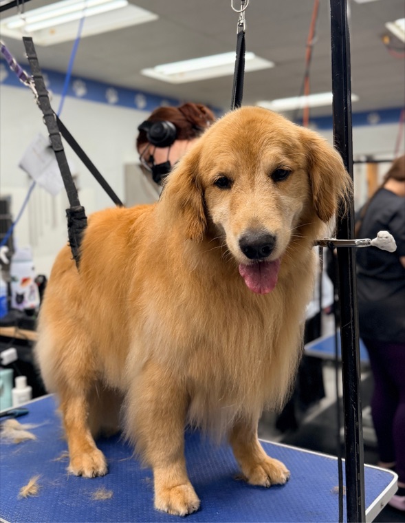 A golden retriever after a groom at Brushcuts