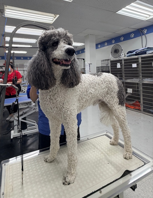 A freshly groomed poodle at Brushcuts