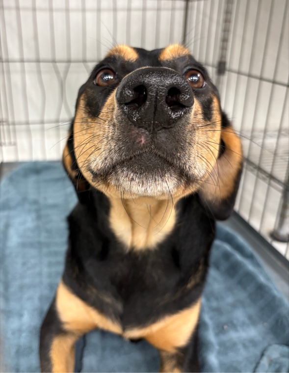 A happy hound at Brushcuts in Guelph