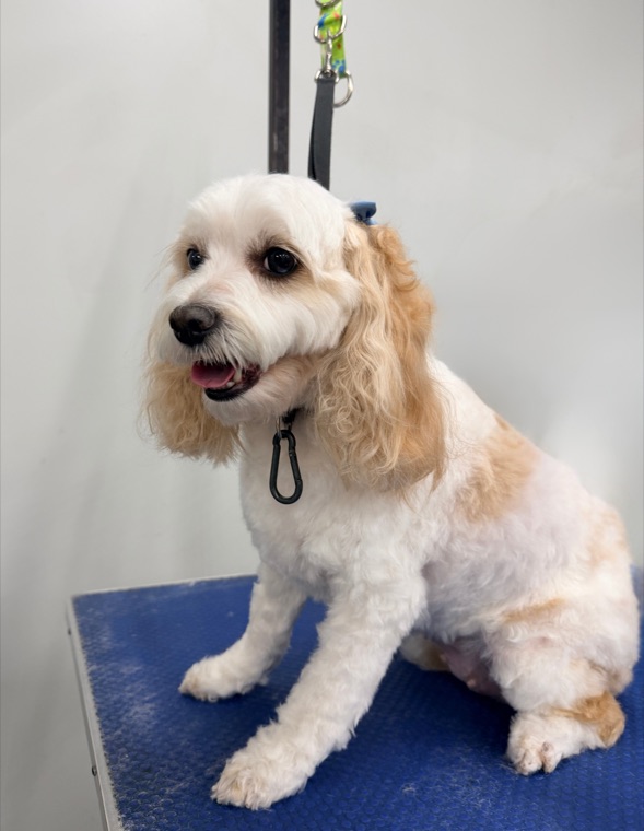 A freshly groomed dog on the table at Brushcuts