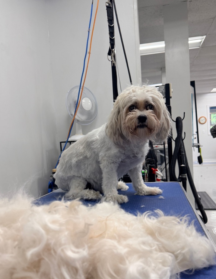 A doodle mid-groom on the table at Brushcuts