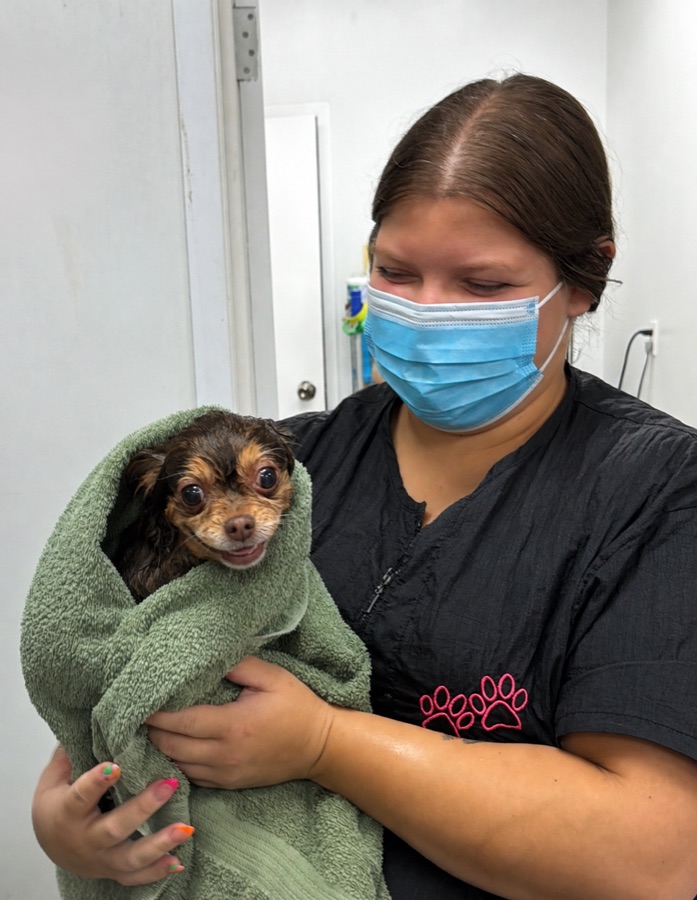 A dog being blow-dried after a groom at Brushcuts