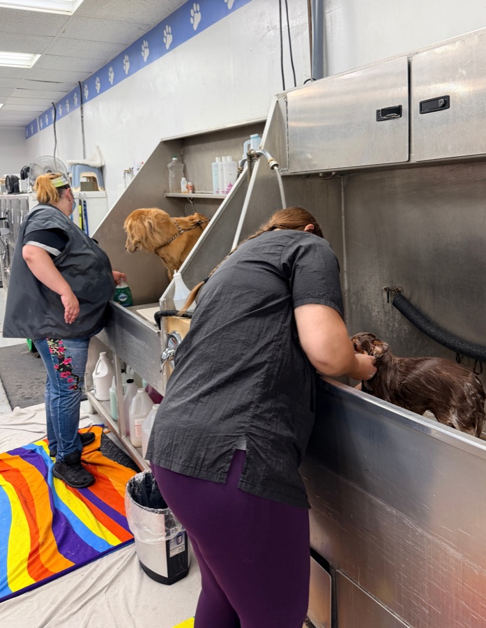 Two dogs being bathed at Brushcuts in Guelph