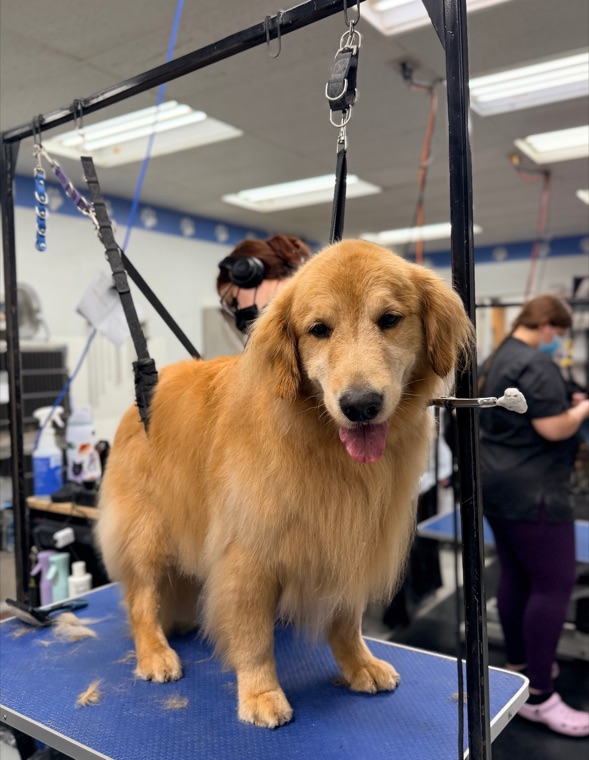 A golden retriever being dried after a groom at Brushcuts