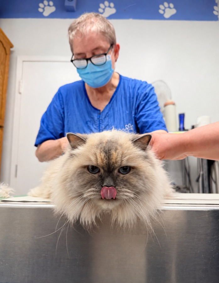 A cat groomed at Brushcuts in Guelph
