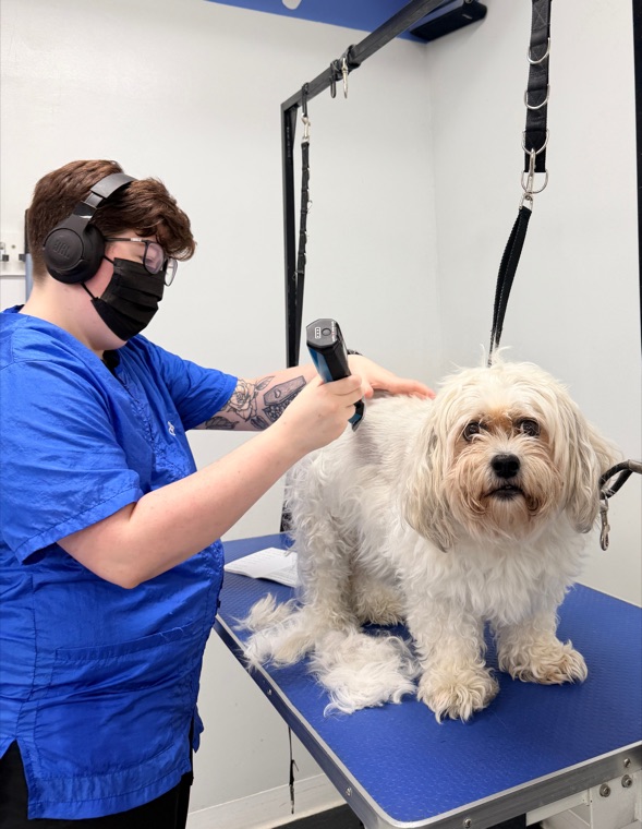 A groomer brushing a dog at Brushcuts
