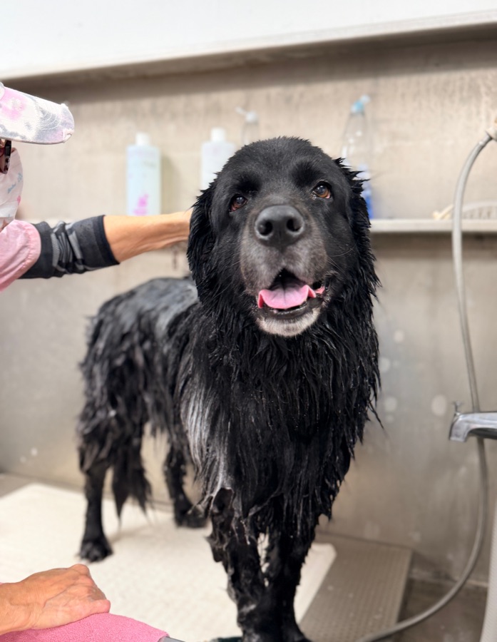 A happy wet dog during a bath at Brushcuts