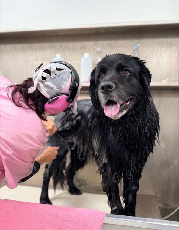 A happy dog being bathed at Brushcuts