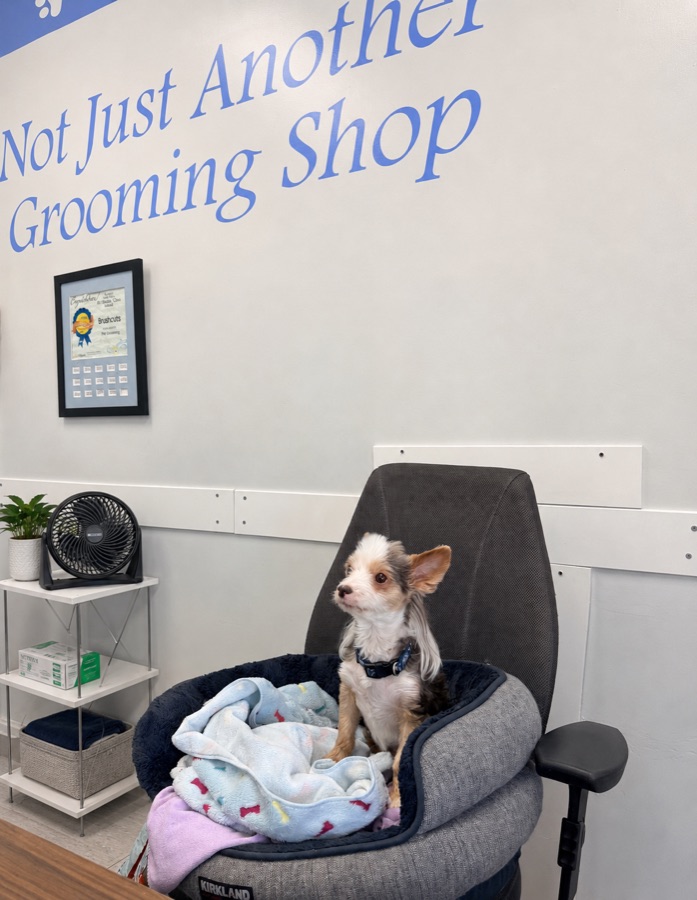 A little dog in the chair at Brushcuts