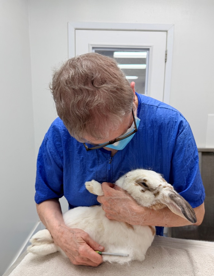 A rabbit groomed at Brushcuts in Guelph
