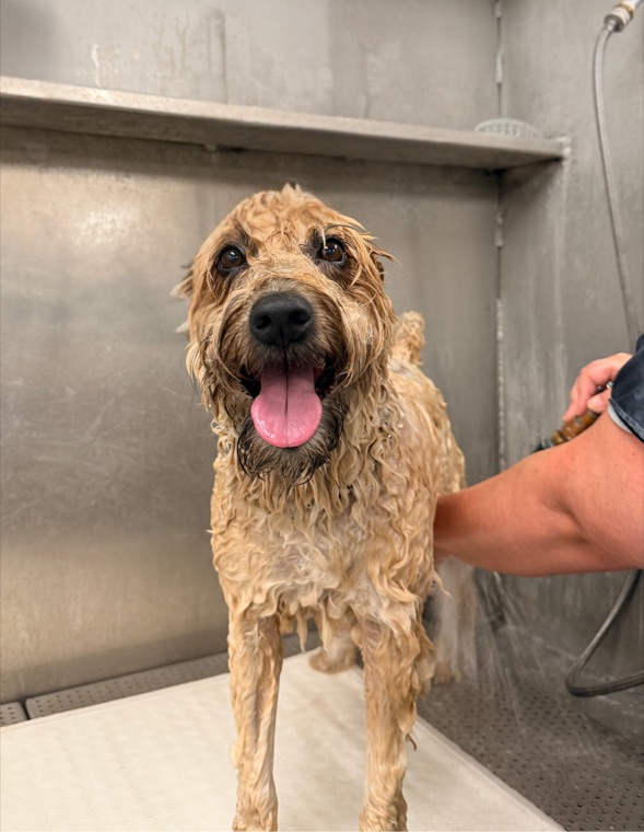 A cheerful dog getting a bath at Brushcuts